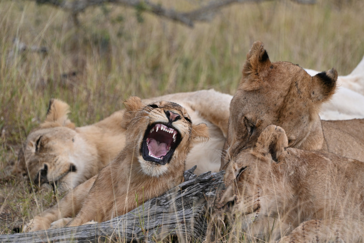 Yawning lioness puzzle 99 pieces from Olleo Puzzles pour aider une association en Afrique du Sud, South Africa