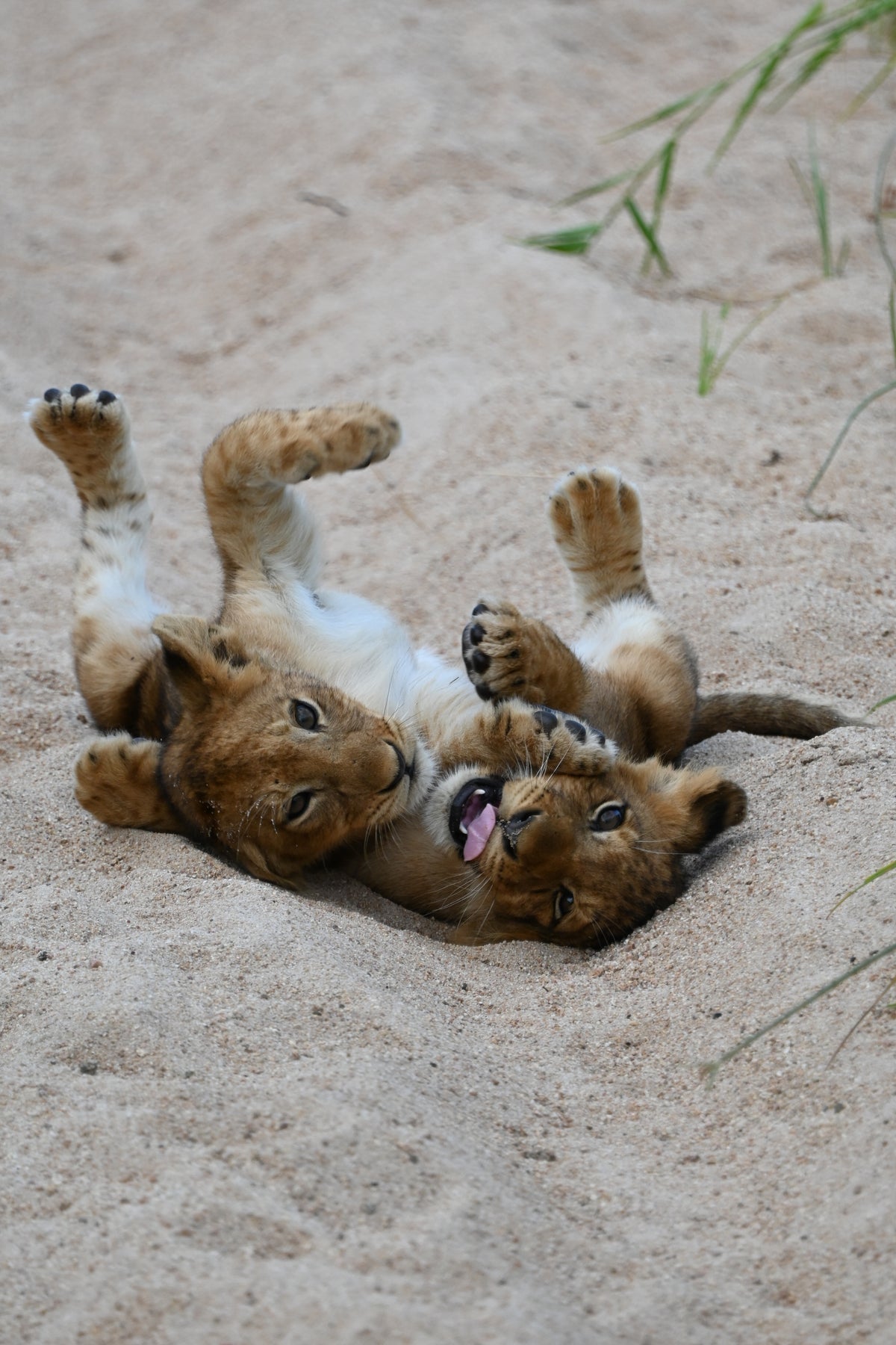 Lion Cubs puzzle, photo taken in MalaMala Game Reserve in South Africa, Kruger National Park, 99 pieces from Olleo Puzzles 