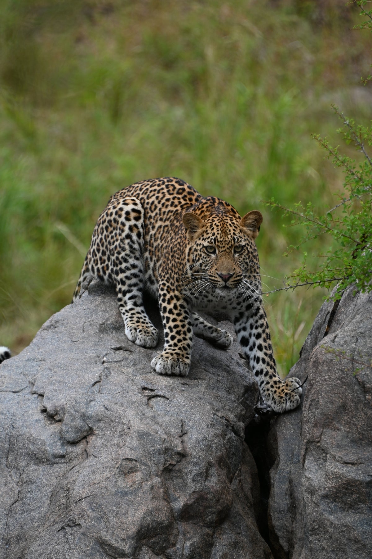 Leopard Puzzle dans la réserve du MalaMala au Kruger National Park en Afrique du Sud photo prise par Olleo Puzzles marque belge